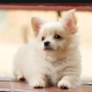 Meet your Posher, Abby